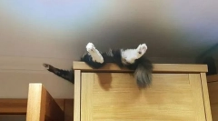 Jak odstawić kot do spania gdzie?